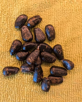 20 Semi di pianta da frutto Annona cherimola 