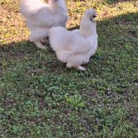 Coppia di galline morosetta