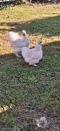 Coppia di galline morosetta