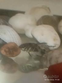 Pesce