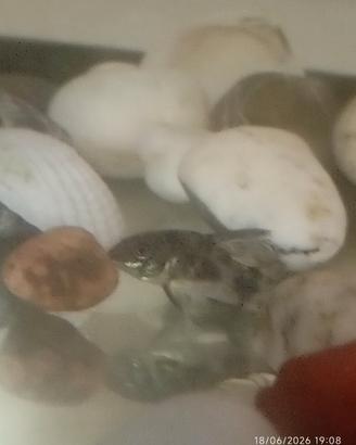 Pesce
