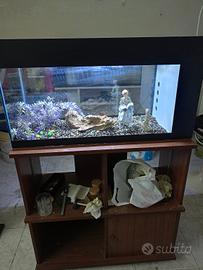 acquario 