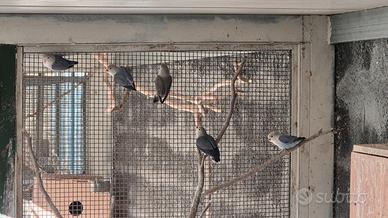 Inseparabili roseicollis serie blu