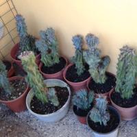 piante grasse (rocce)