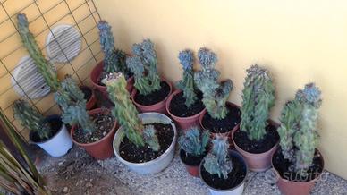 piante grasse (rocce)