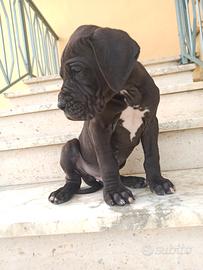 Cucciolo Alano maschio