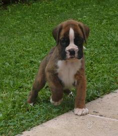 Boxer cuccioli