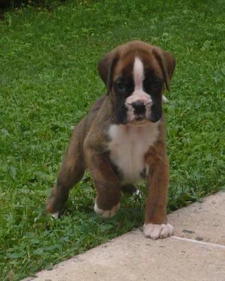 Boxer cuccioli
