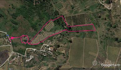 Uliveto terreno edificabile