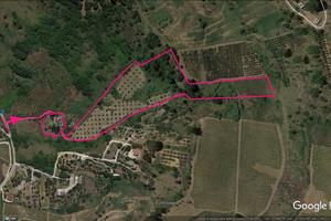 Uliveto terreno edificabile