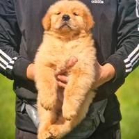 Cuccioli di golden retriever - americano