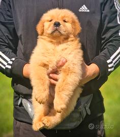 Cuccioli di golden retriever - americano