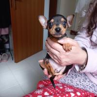Cucciola pinscher toy femmina