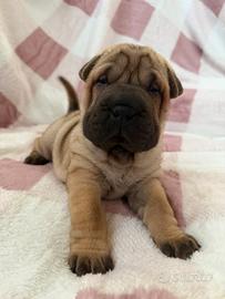 Shar Pei Pedigree Enci