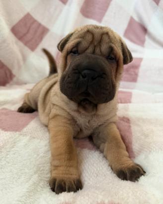 Shar Pei Pedigree Enci