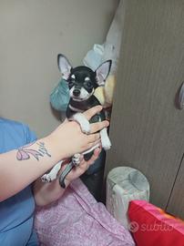 chihuahua