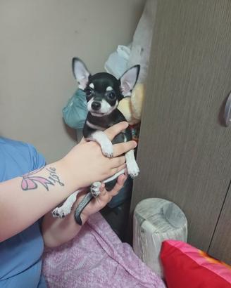 chihuahua