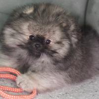 Cucciola di volpino di Pomerania (spitz nano)