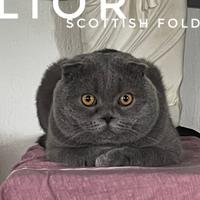 Scottish Fold Blue - DISPONIBILE PER MONTA