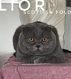 Scottish Fold Blue - DISPONIBILE PER MONTA