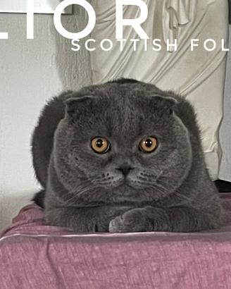 Scottish Fold Blue - DISPONIBILE PER MONTA