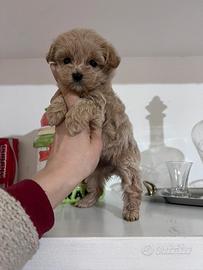 Maltipoo teacup