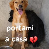 BLONDE 2 ANNI taglia media