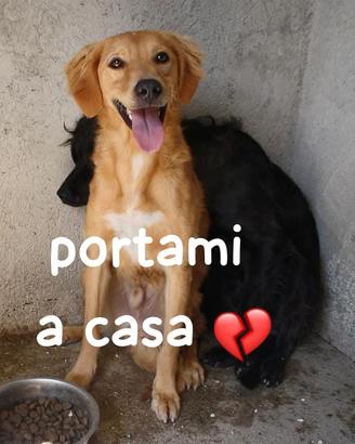 BLONDE 2 ANNI taglia media