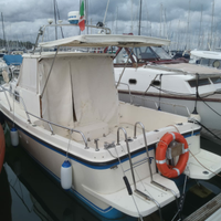 Pilotina spinella marea 24