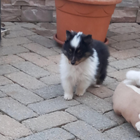 Pastore shetland il piccolo lassie in miniatura