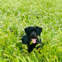 Cucciola di Rottwailer
