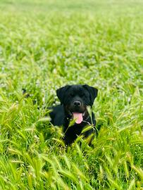 Cucciola di Rottwailer