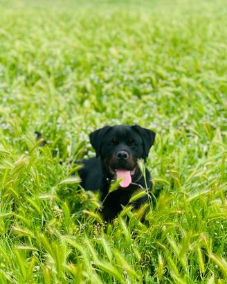 Cucciola di Rottwailer