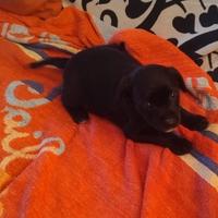 Cagnolini