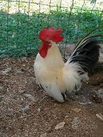 Galline nane Chabo Nagasaki