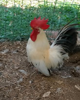 Galline nane Chabo Nagasaki