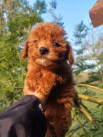 Maltipoo femmina cucciolo