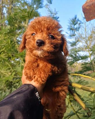 Maltipoo femmina cucciolo