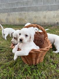 Cuccioli Setter Inglese
