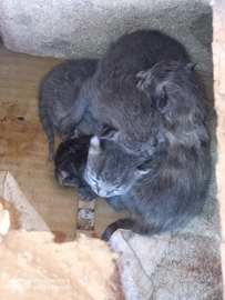 Gattini grigi in regaloo