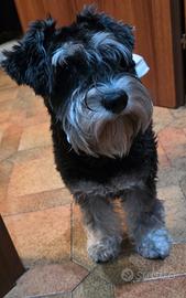 Schnauzer nane