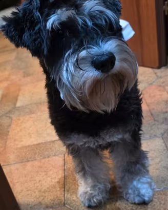 Schnauzer nane
