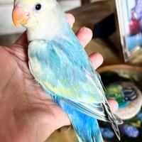 Pappagalli allevati a mano