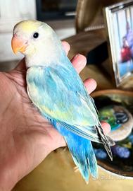 Pappagalli allevati a mano