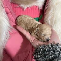 Barboncina toy albicocca