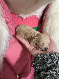 Barboncina toy albicocca