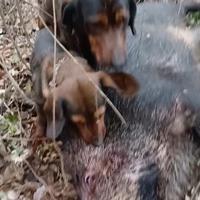 Dacesbrake pronta caccia