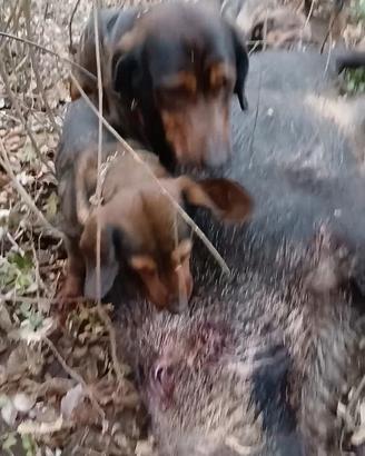 Dacesbrake pronta caccia