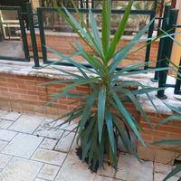 varie piante cycas e altro da terrazzo