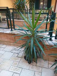 varie piante cycas e altro da terrazzo